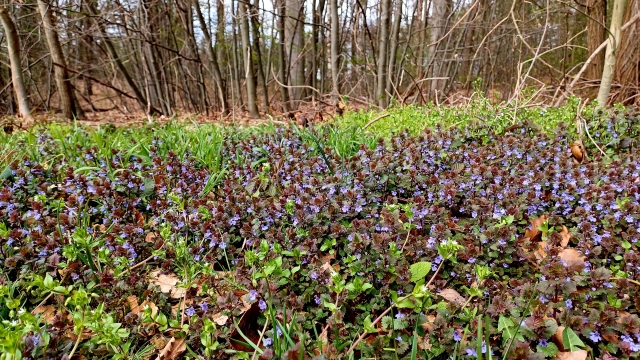 Titelmotiv Kr&auml;uterspaziergang im Fr&uuml;hling &amp;quot;Wildkr&auml;uter - Unkraut, Heilpflanze oder einfach k&ouml;stlich?&amp;quot;