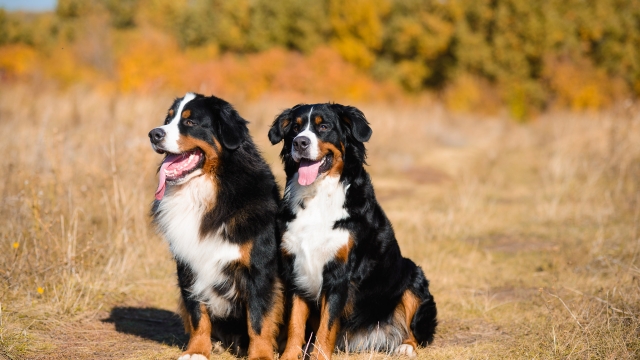Titelmotiv 27. S&auml;chsische Landesgruppenausstellung des Schweizer Sennenhundvereins f&uuml;r Deutschland (SSV)
