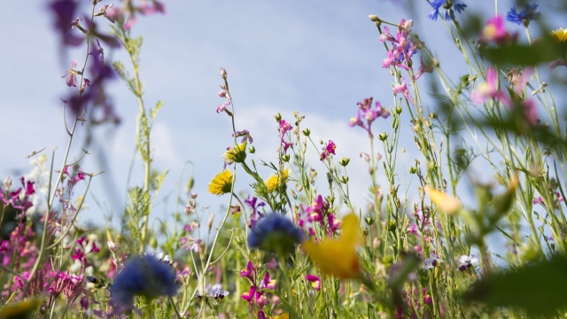 Titelmotiv Kr&auml;uterspaziergang im Sommer &amp;quot;Wildkr&auml;uter - Unkraut, Heilpflanze oder einfach k&ouml;stlich?&amp;quot;