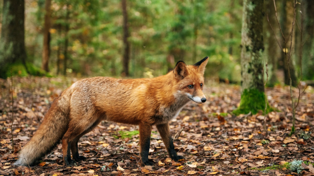 Titelmotiv Tierfilm "Im Bann der heimischen Tiere"