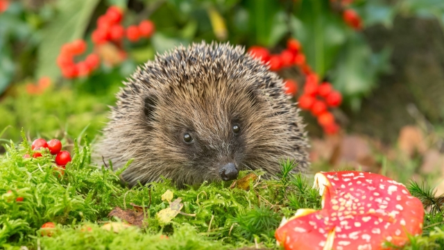 Titelmotiv Tierfilm "Im Bann der heimischen Tiere"