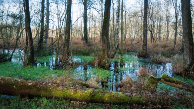Titelmotiv Multivision &amp;quot;Ein Jahr im Moor&amp;quot; Zadlitzbruch - D&uuml;bener Heide