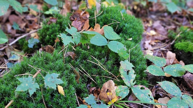 Er&ouml;ffnung Kneipp-Venentreppe