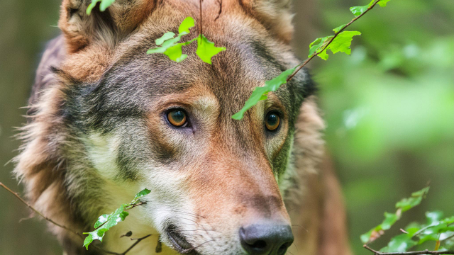 Titelmotiv WOLF-Exkursion "Die Rückkehr großer Beutegreifer"