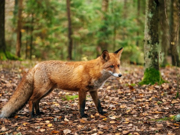 Heimische Tiere | © AdobeStock