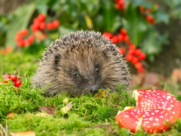 Igel heimische Tiere | © AdobeStock