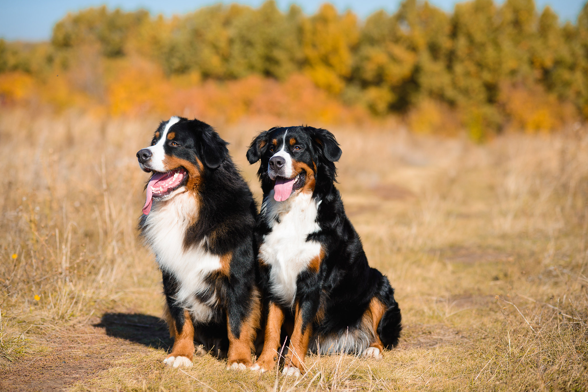 Titelmotiv 27. S&auml;chsische Landesgruppenausstellung des Schweizer Sennenhundvereins f&uuml;r Deutschland (SSV)