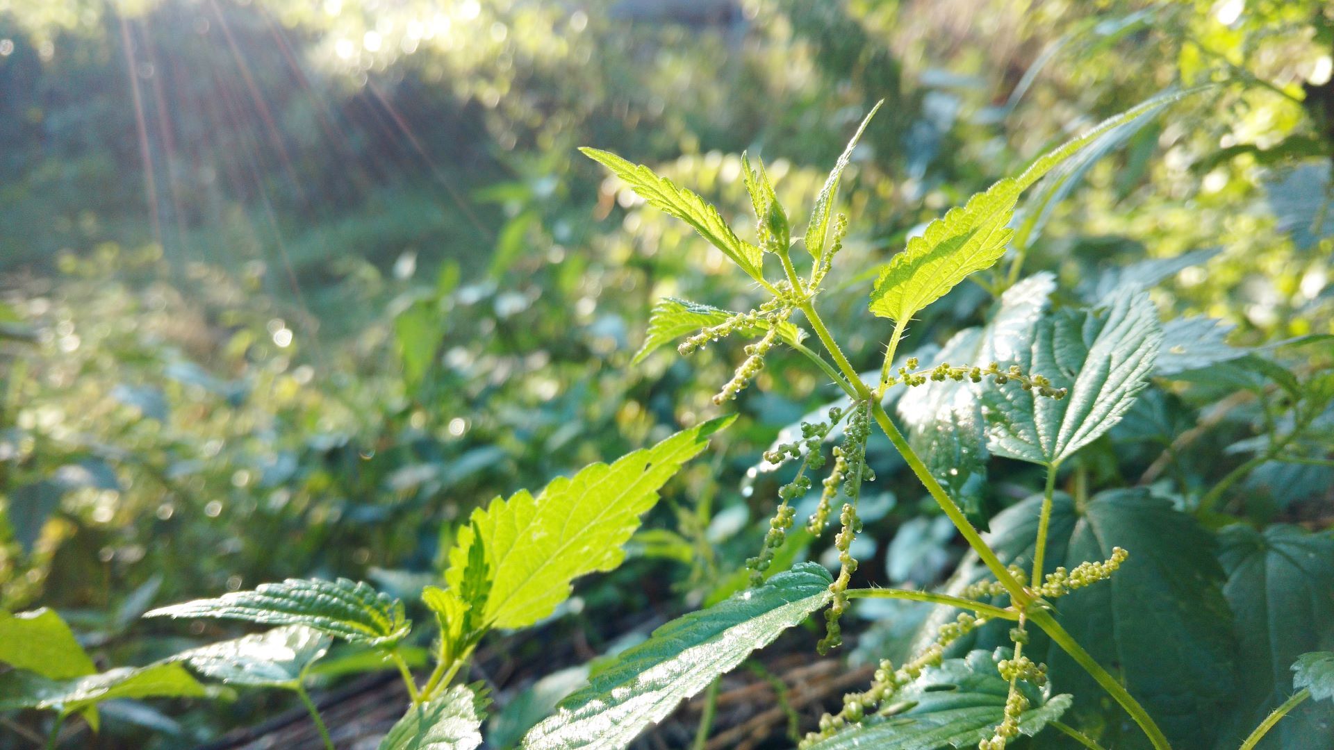 Titelmotiv Wildkr&auml;uter-Kochkurs