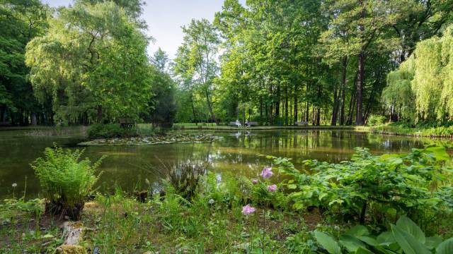 ein sehr grünes Bild aus dem Kurpark mit einem schönen Blick auf den Teich