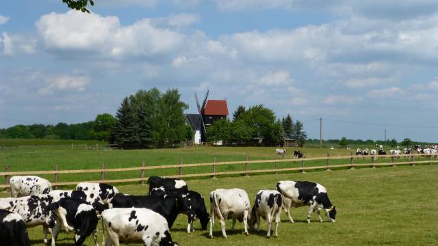 eine Herde schwarz-wei&szlig;er K&uuml;he mit der Ballendorfer Bockwindm&uuml;hle im Hintergrund