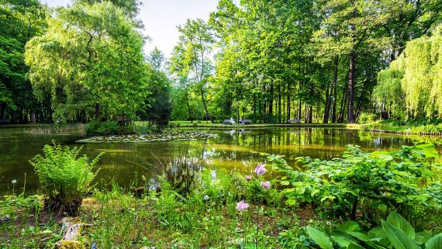 ein sehr grünes Bild aus dem Kurpark mit einem schönen Blick auf den Teich