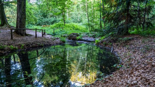 Blick auf die Pathequelle und einen beschatteten Bach im herbstlichen Wald