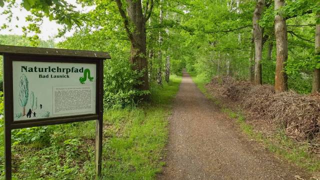 breiter Weg durch grünen Wald mit Infotafel "Naturlehrpfad"