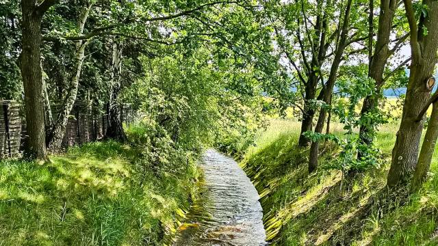 Blick auf einen kleinen Bach am Rande eines Waldes