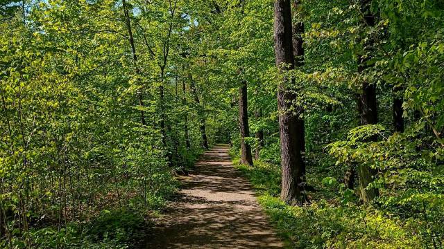 schöner Wanderweg durch einen grünen Wald