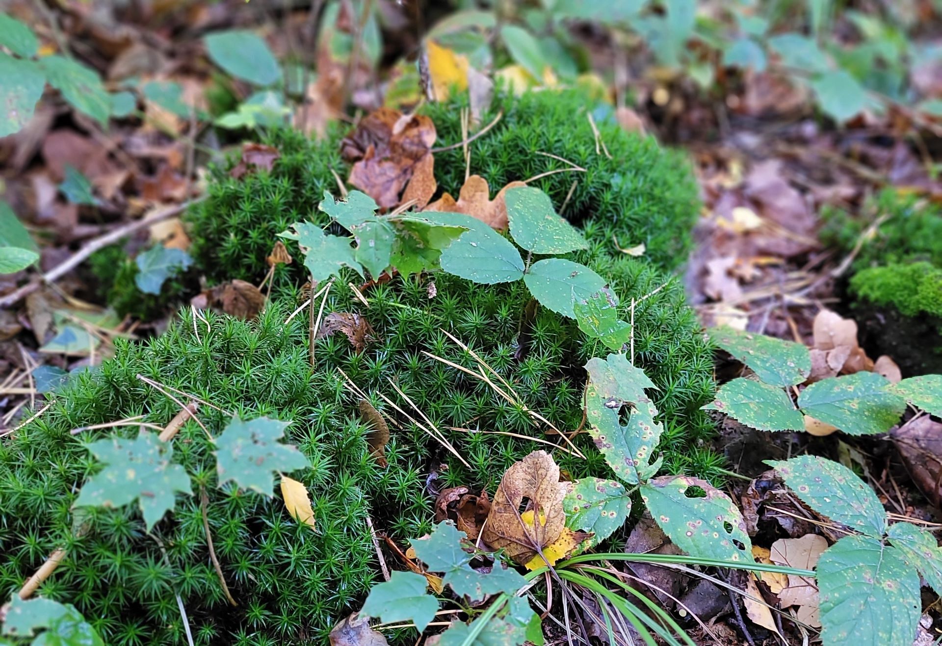 Titelmotiv Er&ouml;ffnung Kneipp-Venentreppe