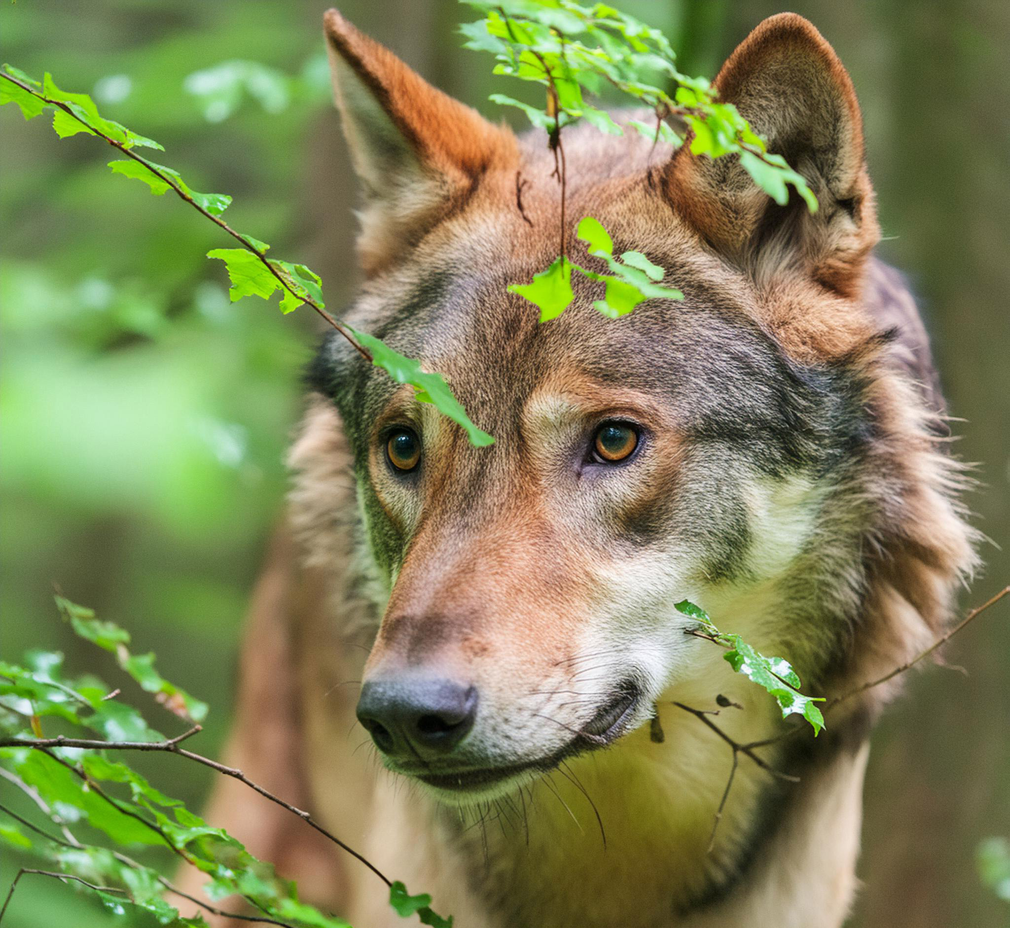 Titelmotiv WOLF-Exkursion 