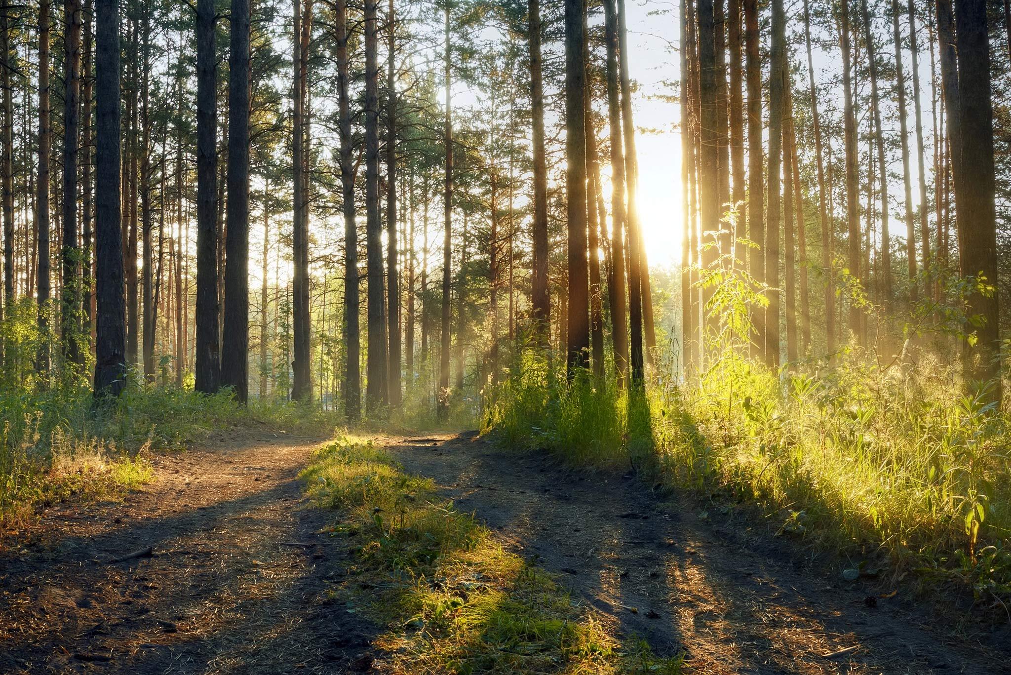 Titelmotiv Naturspaziergang