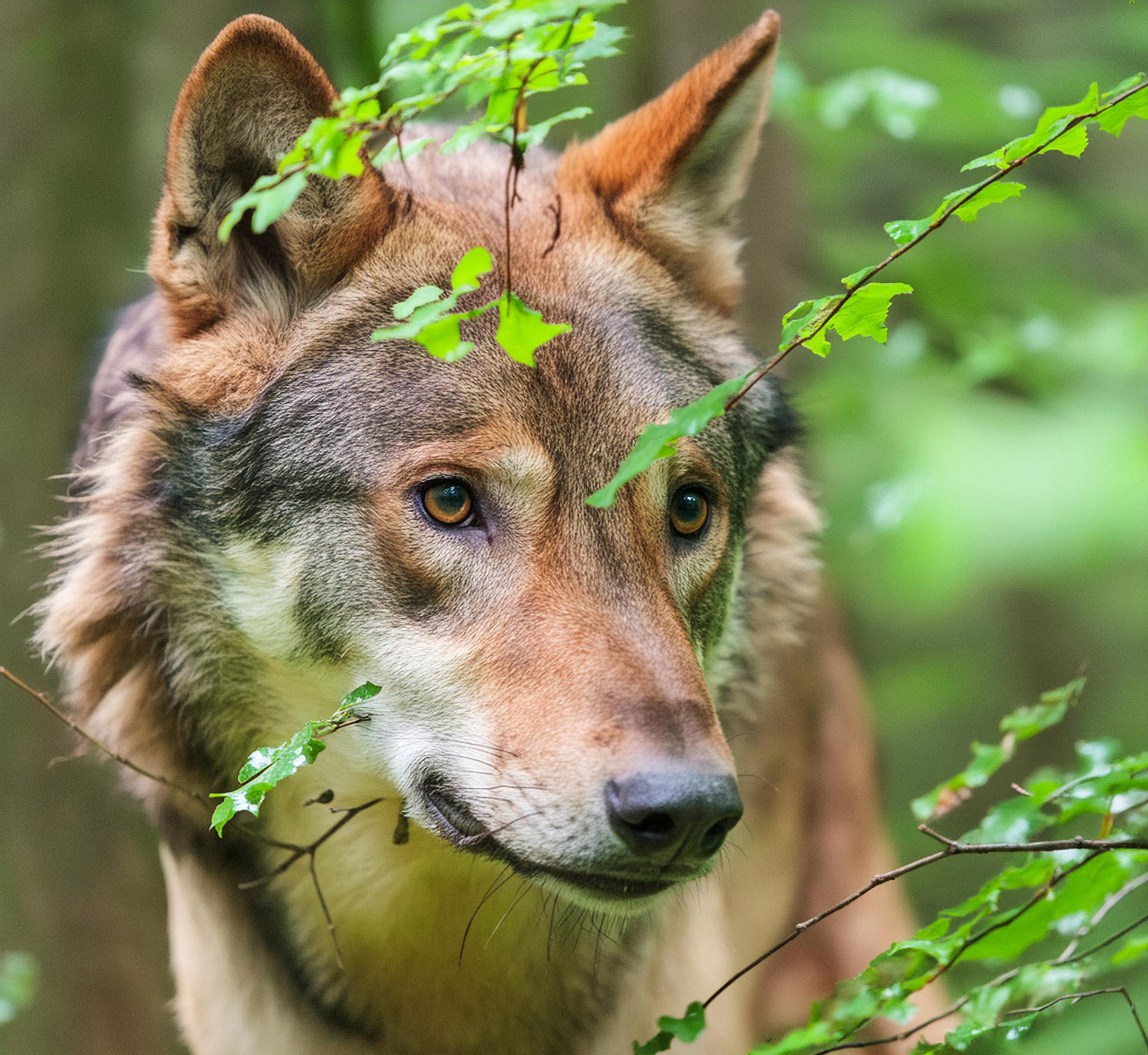 Titelmotiv WOLF-Exkursion
